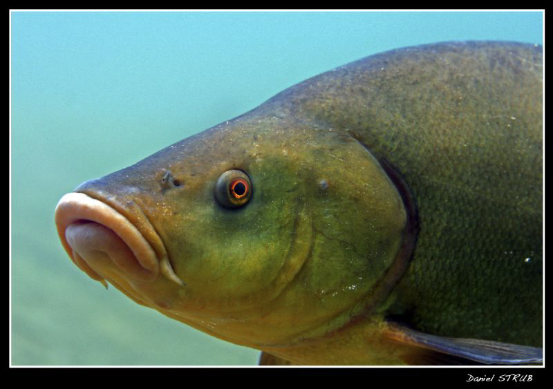 Close up of a tench in a small pond close to home :-D by Daniel Strub 