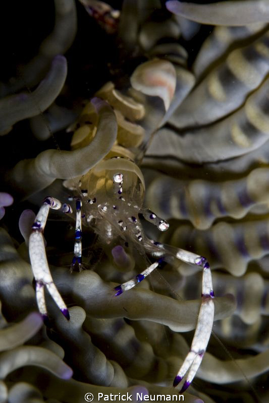 Anilao shrimp by Patrick Neumann 