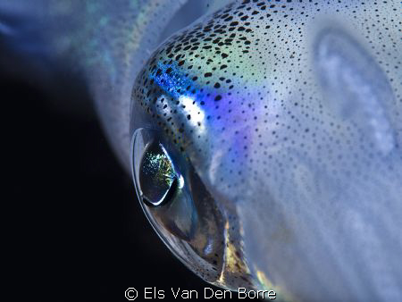 Close-up: Eye of a squid by Els Van Den Borre 