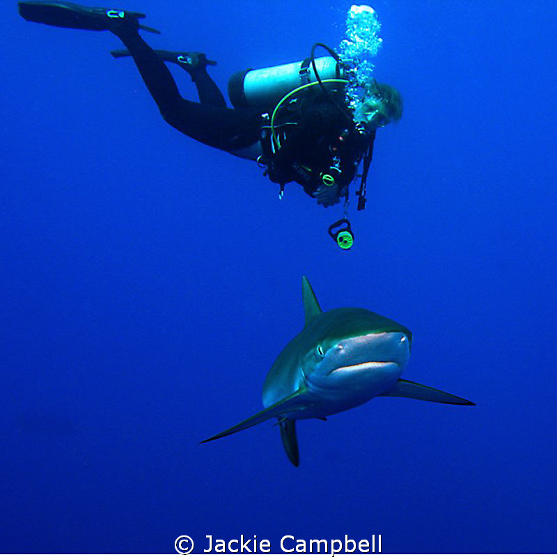 Silky shark with diver.
This is this divers current scre... by Jackie Campbell 