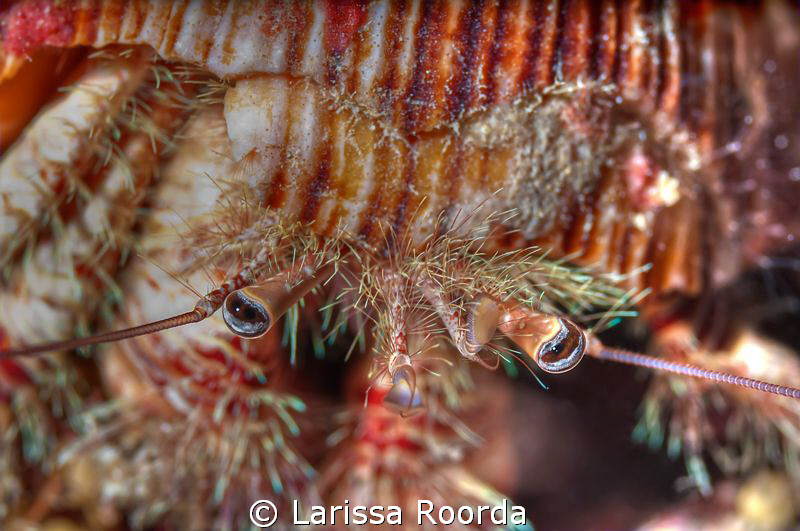 Hermit crab up close.  105mm by Larissa Roorda 