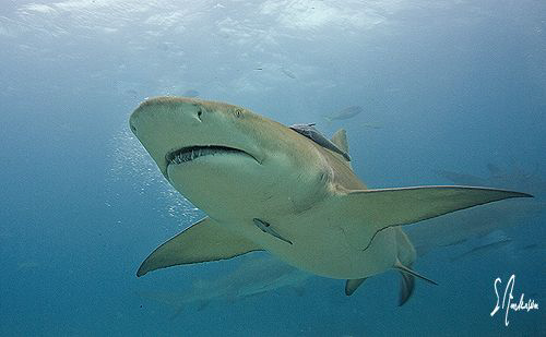 Lemon Sharks in large numbers populate Tiger Beach not fa... by Steven Anderson 