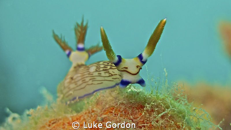 Nembrotha lineolata nudibranch enjoying an afternoon stro... by Luke Gordon 