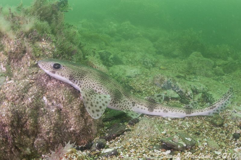 Lesser spotted dogfish. Menai striats. D3, 16mm 2xtc. by Derek Haslam 