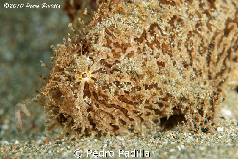 Frogfish with your fishing rod, waiting for his dinner. 
... by Pedro Padilla 
