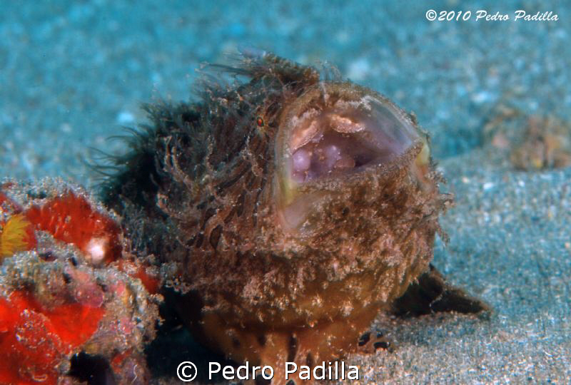 Frogfish ready to spawning
Shoot f/22 @ 1/10 sec ISO 200... by Pedro Padilla 