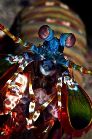 A Peacock Mantis shrimp showing some curiosity towards th... by Steve De Neef 