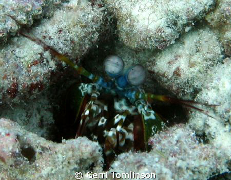I am not leaving!!!
Mantis Shrimp taken at Kuredu, Maldi... by Gerri Tomlinson 