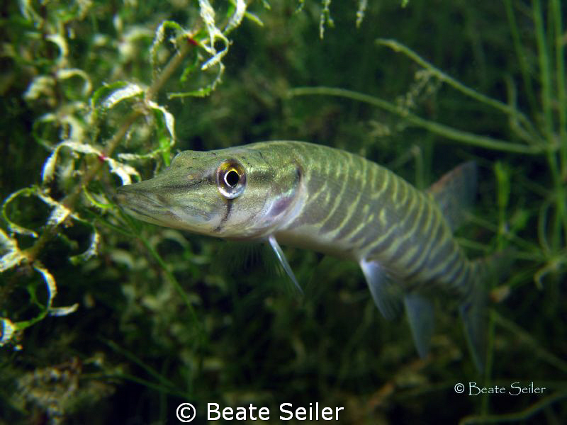 Baby pike , Canon G10 by Beate Seiler 