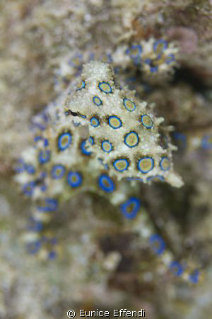 Blue Ring Octopus
Found in Derawan Jetty
 by Eunice Effendi 