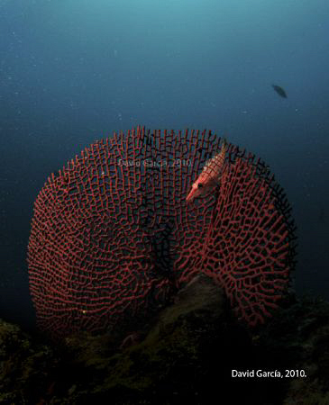 Longnose hawkfish (Oxycirrhites typus) @ Isla del Caño, O... by David Garcia Fonseca 