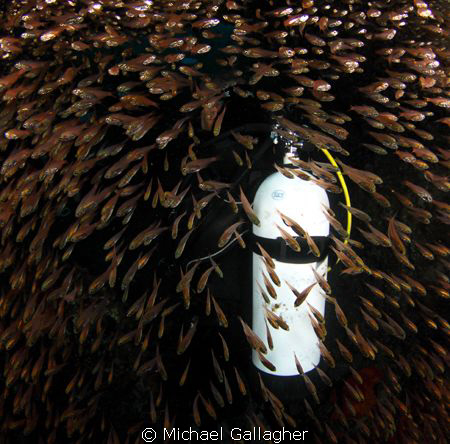 Diver surrounded by glassfish - inside the Cod Hole, Juli... by Michael Gallagher 