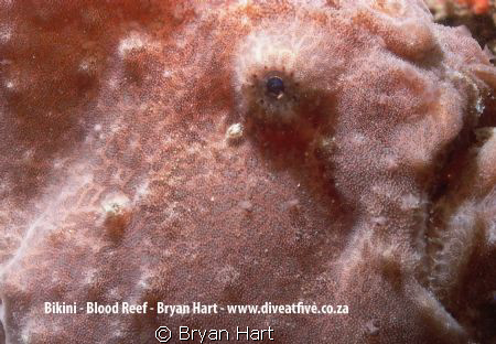 Section on Blood Reef off the Bluff Durban called Bikini.... by Bryan Hart 