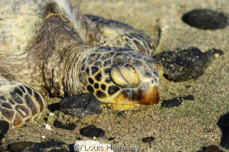 "Asleep"

A lone turtle sits in the sand just north of ... by Louis Hamwey 