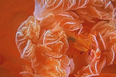 "Imperial Shrimp"
Imperial shrimp in gills of Spanish Da... by Brian Welman 