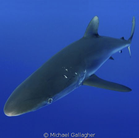 BUMP! A silky shark comes in to bump my dome port - if yo... by Michael Gallagher 