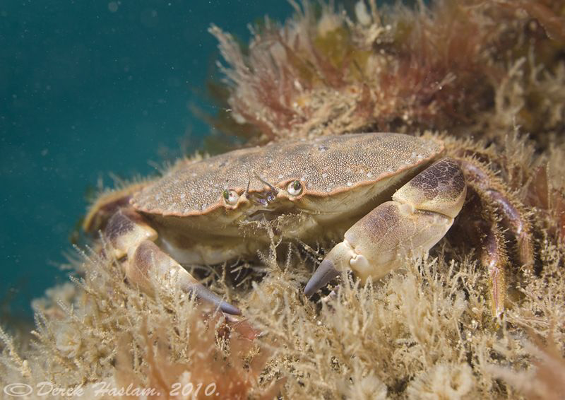 Edible crab. Trefor pier. D3, 60mm. by Derek Haslam 