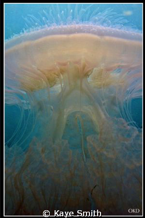 Jelly Invasion - 
Taken with G9, no flash at Koh Dok Mai... by Kaye Smith 