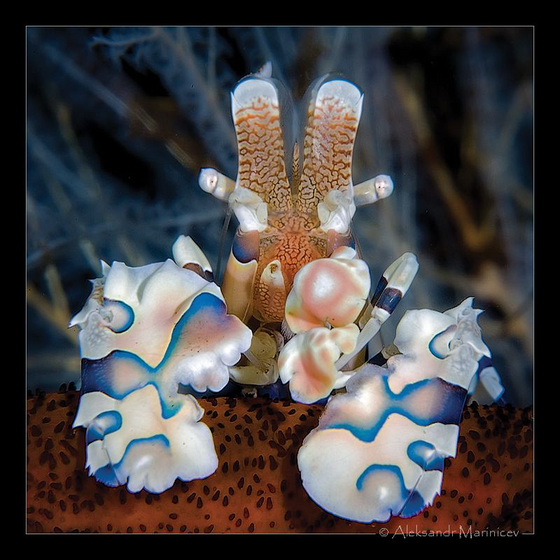 Harlequin shrimp by Aleksandr Marinicev 