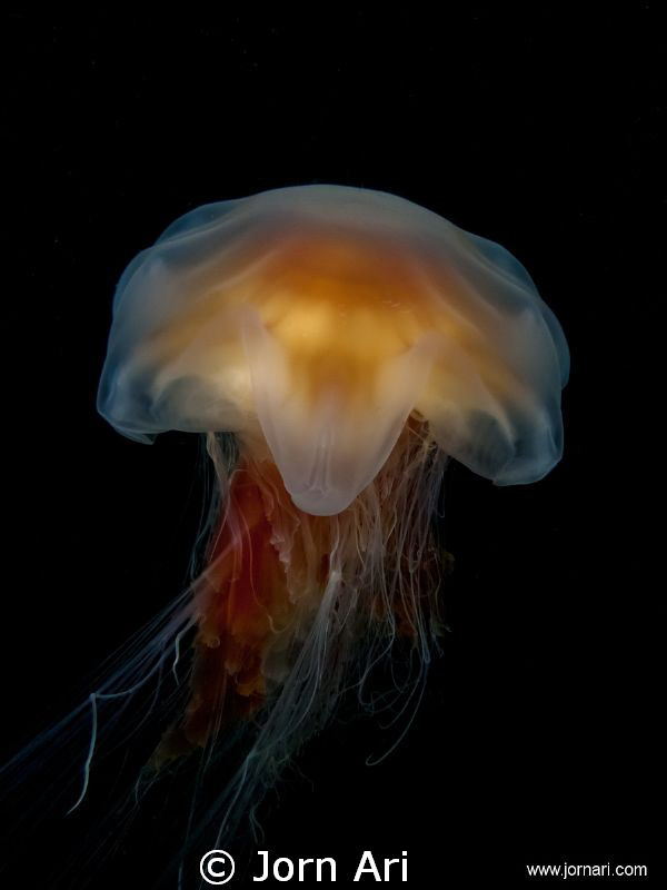 Lion's mane jellyfish (Cyanea capillata)
Shot on 34m in ... by Jorn Ari 