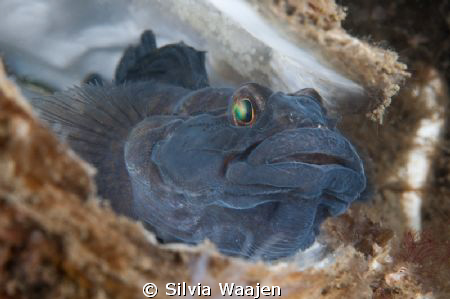 The picture of Gobius niger was taken in may during the s... by Silvia Waajen 