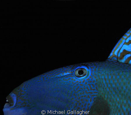 Triggerfish at night in the Egyptian Red Sea - playing ar... by Michael Gallagher 