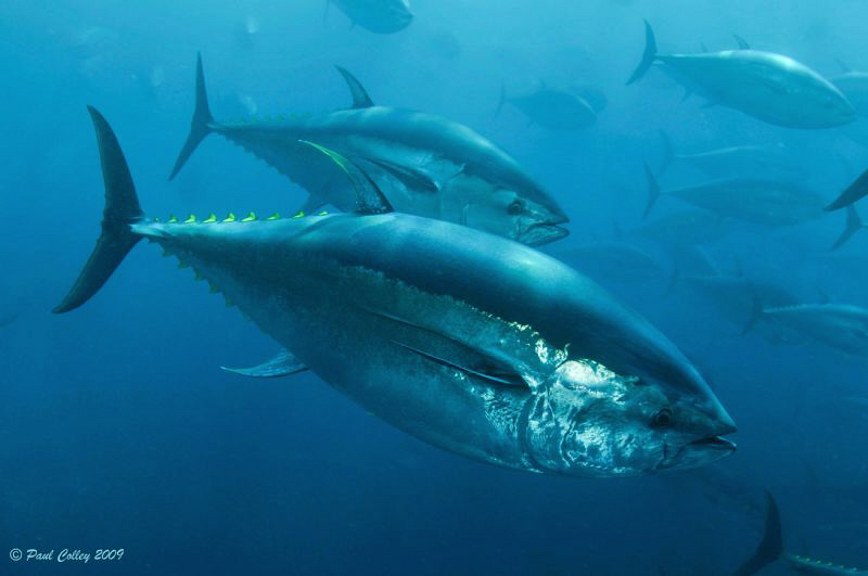 Bluefin Tuna schooling inside a fish farm off the Island ... by Paul Colley 