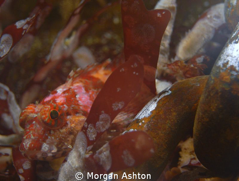 Sculpin hiding by the anchor chain at a divesite called T... by Morgan Ashton 