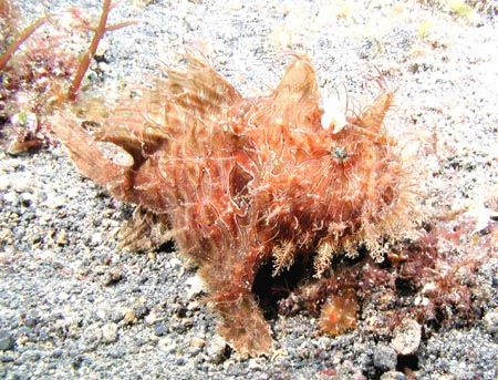 Striated Frogfish - Lembeh Strait by Dale Treadway 