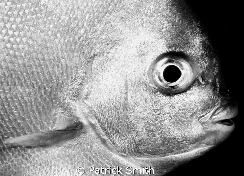 A juvenile Spade Fish off of FT.Lauderdale Fl. by Patrick Smith 