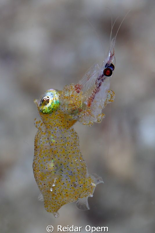 Pygmy squid hunting a rock pool shrimp by Reidar Opem 