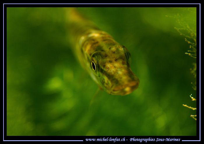 Encounter with this small pike fish - close to the surfac... by Michel Lonfat 