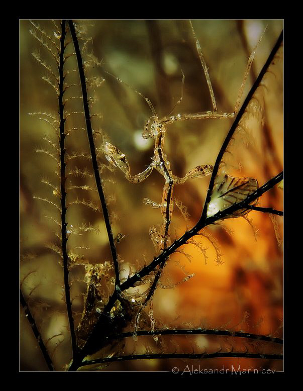 "Skeleton" in a tree swinging.
Sceleton shrimp by Aleksandr Marinicev 