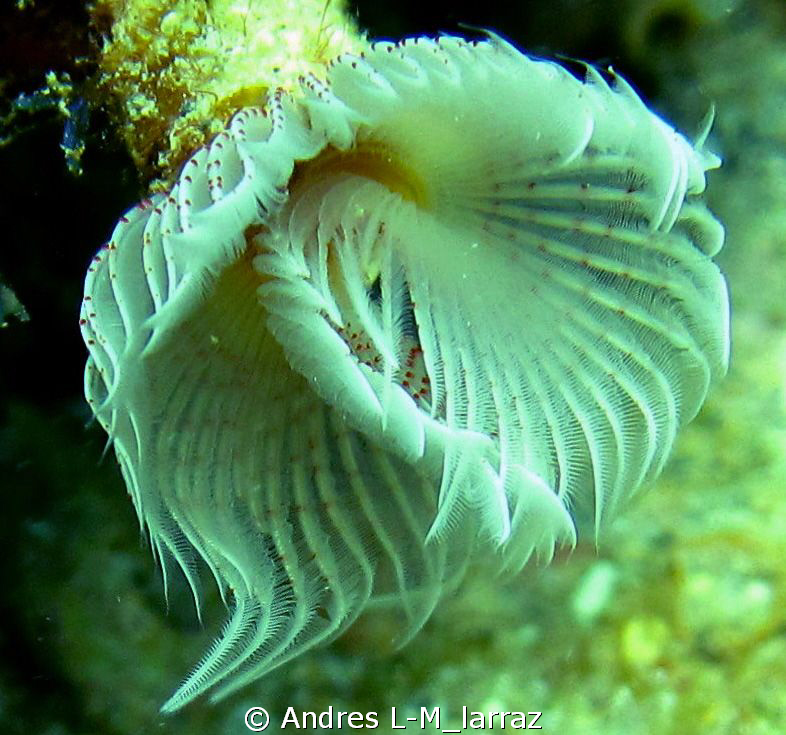 Sabellidae (feather duster worm) by Andres L-M_larraz 