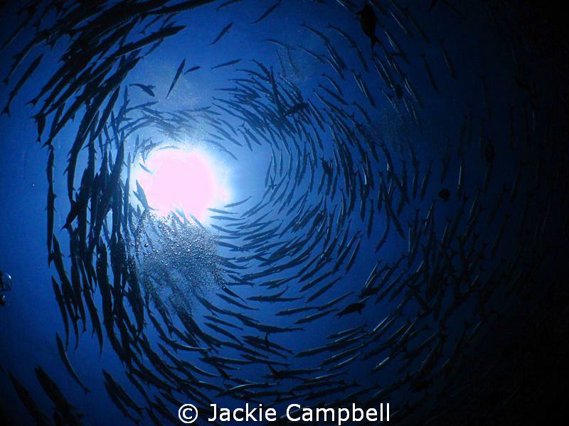 Barracuda sunball.
Canon ixus and fisheye lens. by Jackie Campbell 