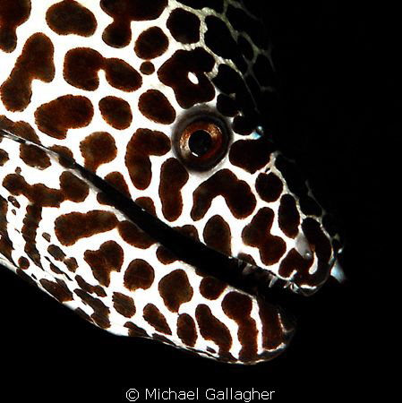 Honeycomb moray eel portrait - shot taken in the Maldives by Michael Gallagher 