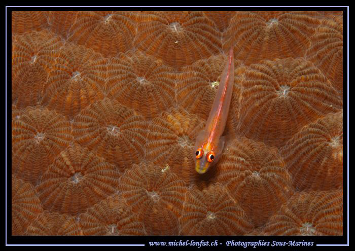 Little Goby on a Coral in the waters of Lembeh Strait... ... by Michel Lonfat 