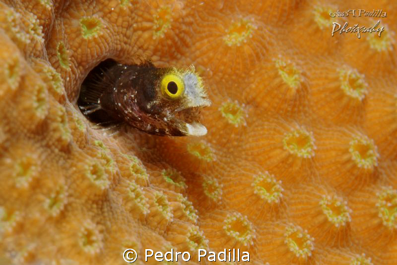 Goby singing
Nikon D80 with 105mm lens, Two strobe Ikeli... by Pedro Padilla 