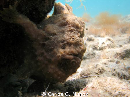 Frogfish

It is probably Antennarius multiocellatus. Ta... by Carlos G. Munoz 
