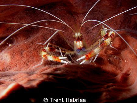 coral banded shrimp by Trent Hebrlee 