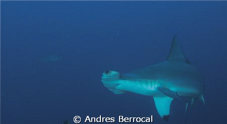 hammerhead great opportunities cocos island, costa rica by Andres Berrocal 