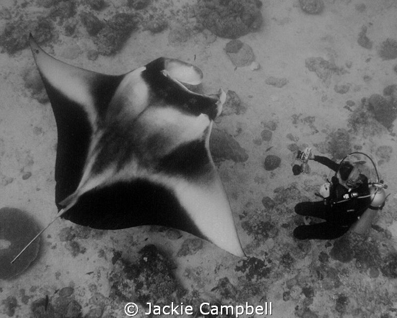 Manta with my dive buddy.....both studying each other !! by Jackie Campbell 