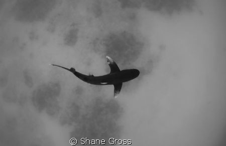 An oceanic whitetip shark over a bottom that appears to b... by Shane Gross 