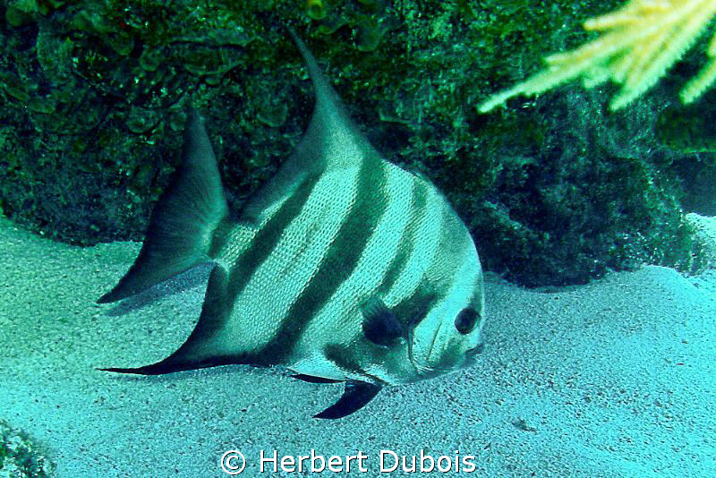 Spadefish (image cropped) by Herbert Dubois 