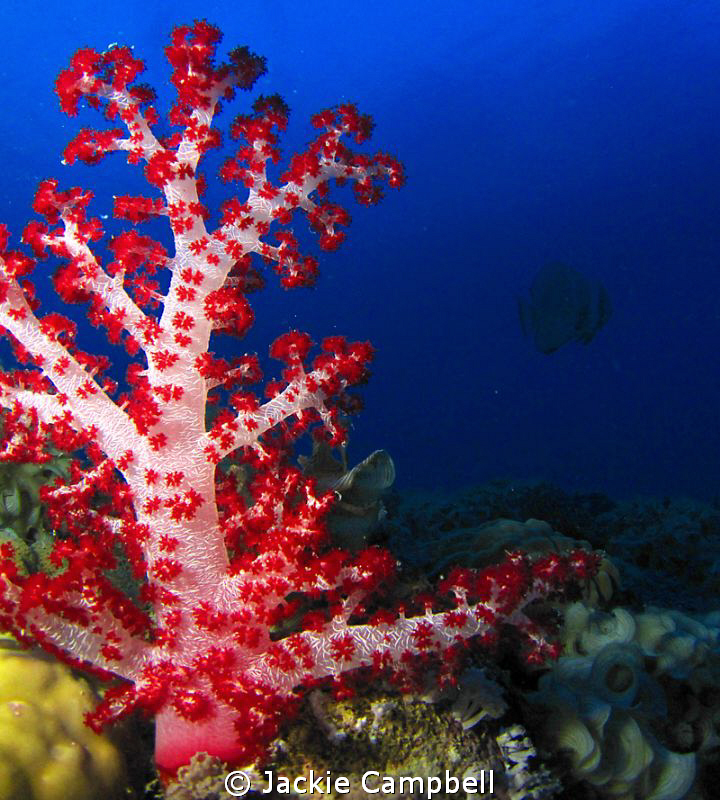 Coral beauty.....on the Yamagiri Wreck in Truk Lagoon.
C... by Jackie Campbell 
