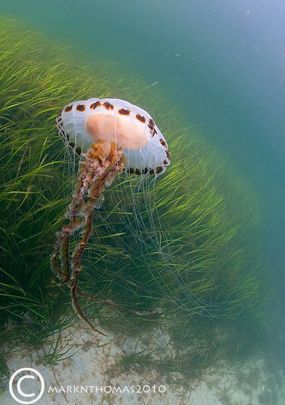 Compass jellyfish.
Connemara.
D200 10.5mm. by Mark Thomas 