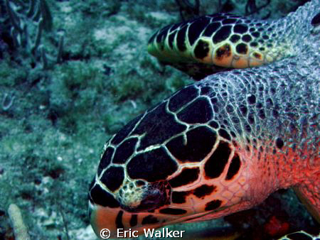 A sea Turtle by Eric Walker 