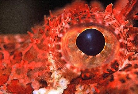 "Scorpion Fish-Eye"
Taken in Sodwana Bay, South Africa. by Brian Welman 