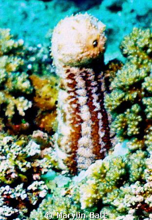 Sea cucumber poking it's head up on a reef.  Nikonos V 28... by Marylin Batt 