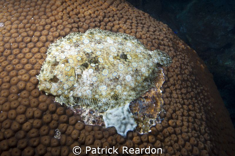 ...closer inspection reveals this Peacock flounder doing ... by Patrick Reardon 